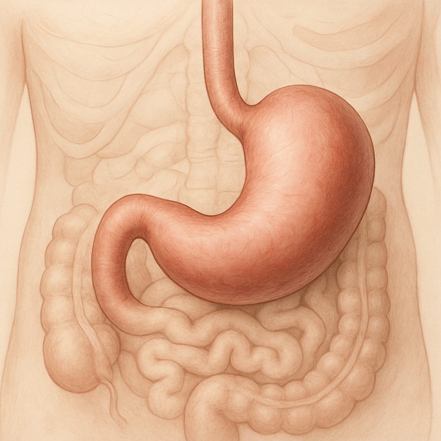 Alimentos para mejorar la digestión
